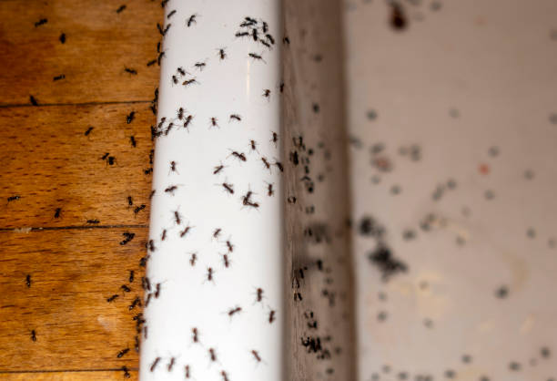 Best Cockroach Control Services  in Fowler, IN