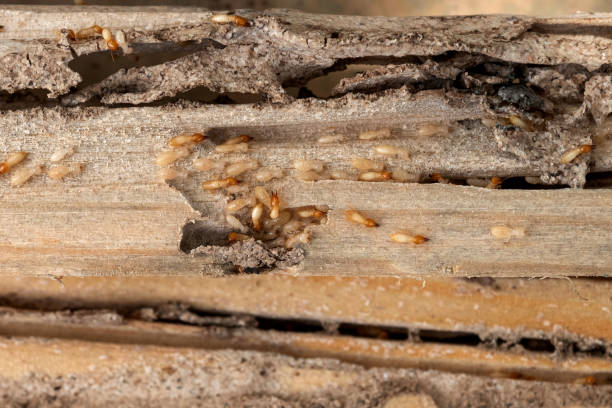 Best Pest Control Near Me  in Fowler, IN